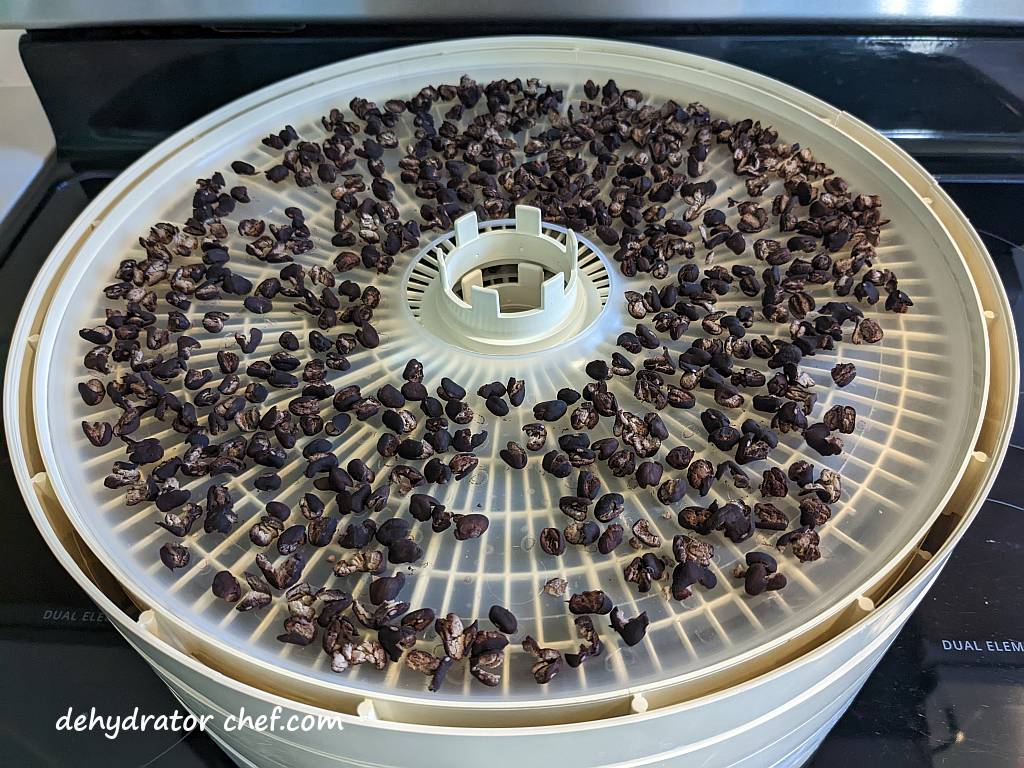 dehydrated canned black beans on a dehydrator tray