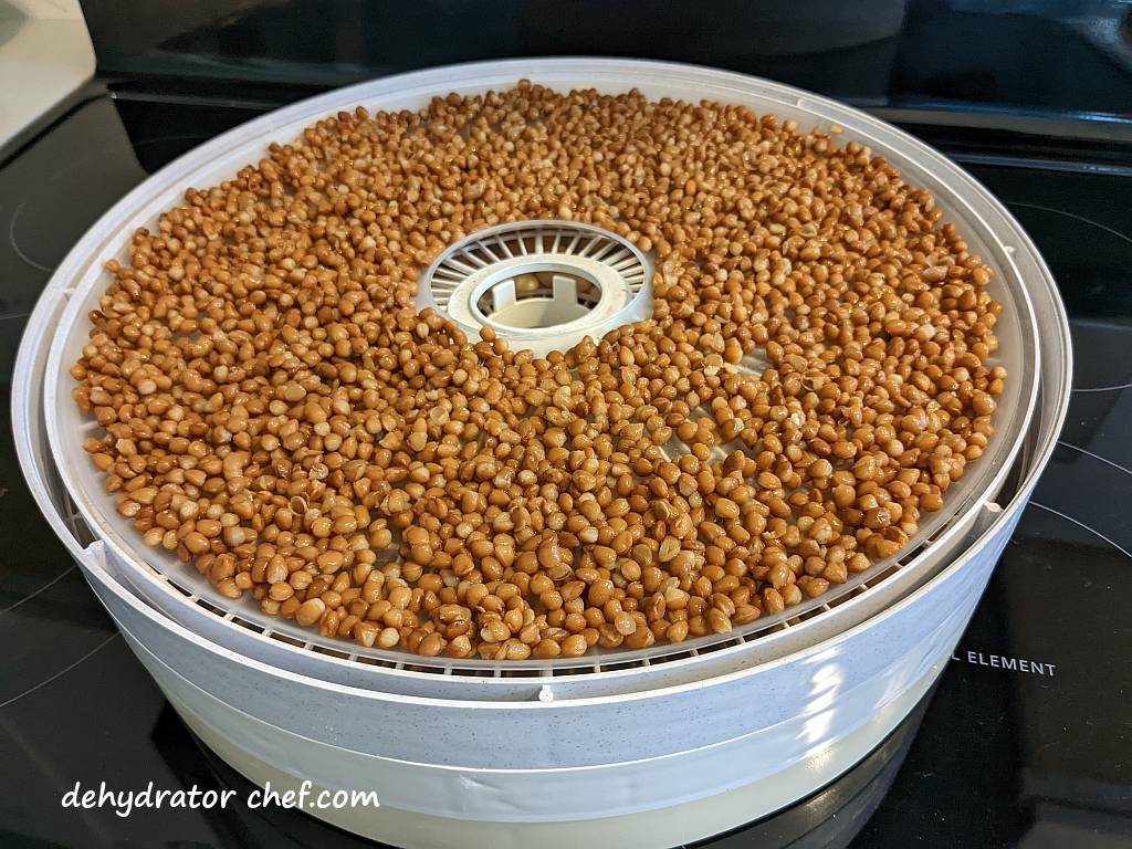 lentils on dehydrator trays