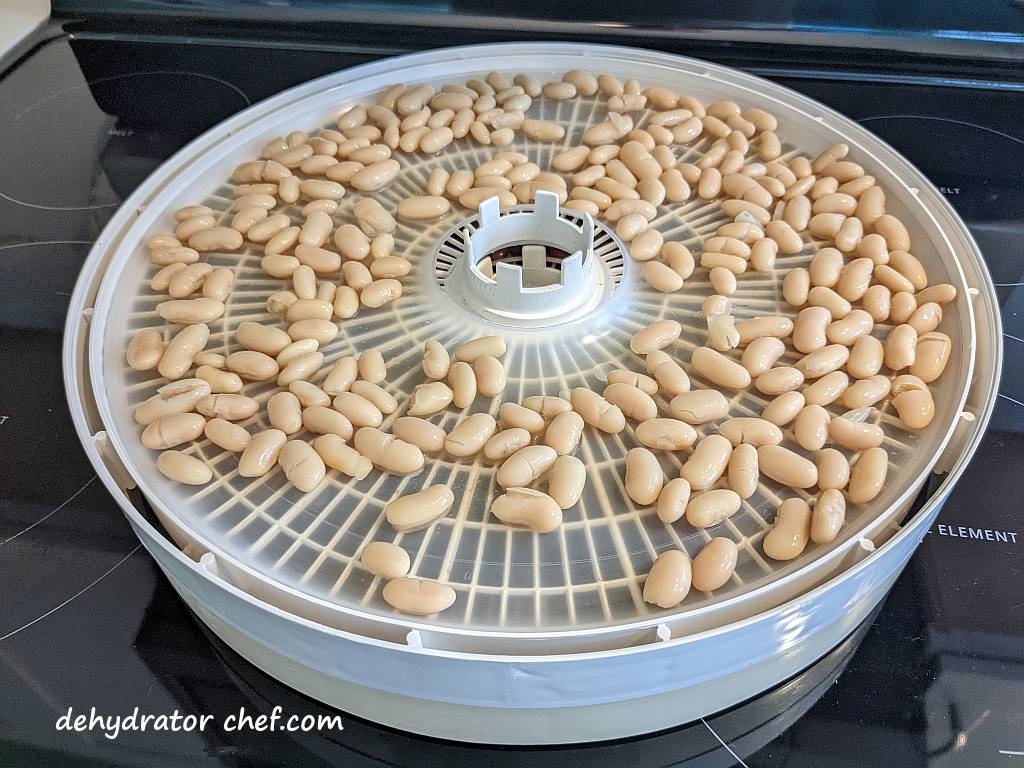 white kidney beans on dehydrator tray