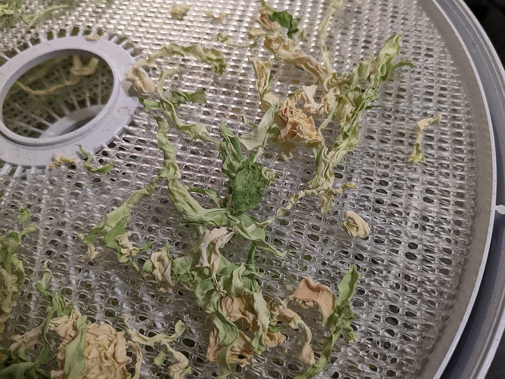 closeup of dried cabbage slices on a dehydrator tray.