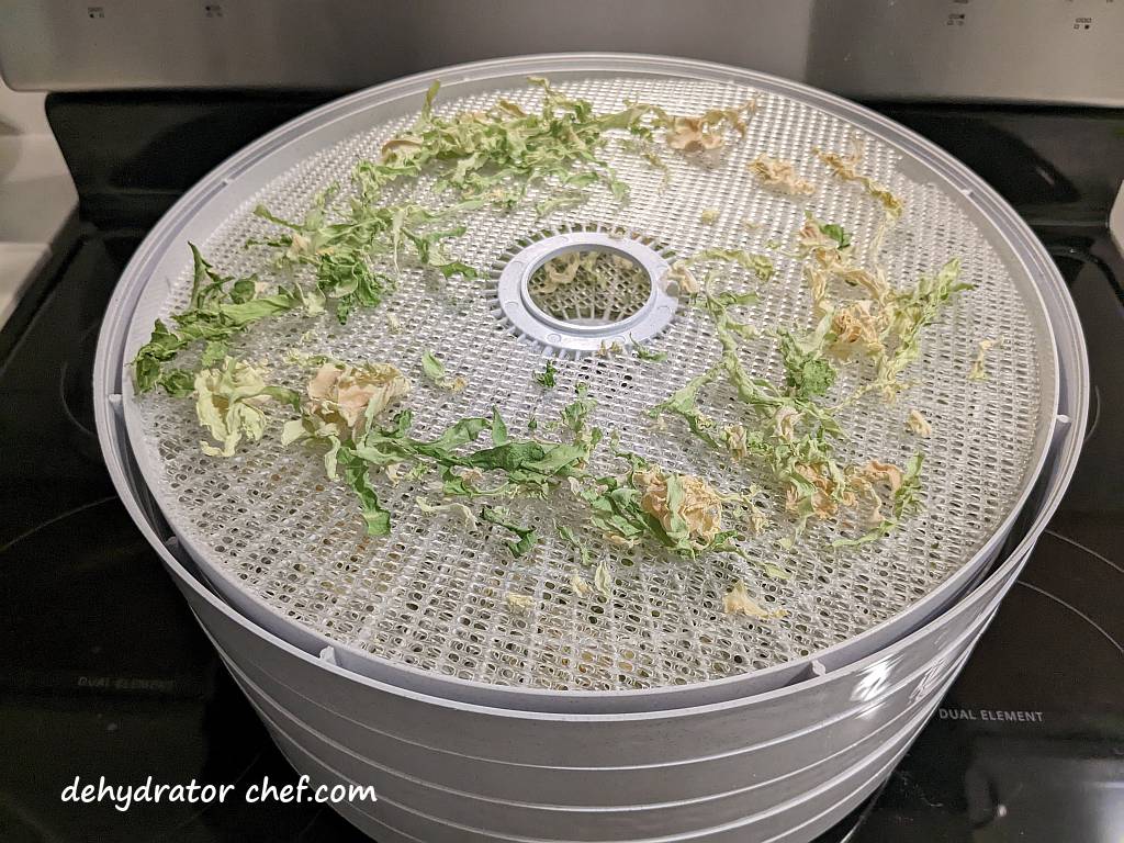 dried cabbage slices on dehydrator trays