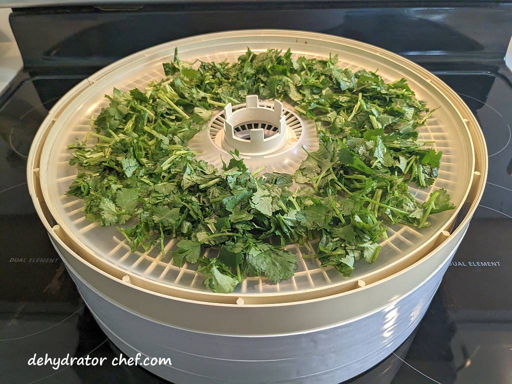 chopped cilantro on a dehydrator tray | dehydrating cilantro | how to dehydrate cilantro | best foods to dehydrate for long term storage | dehydrating food for long term storage | dehydrated food recipes for long term storage | dehydrating meals for long term storage | food dehydrator for long term storage