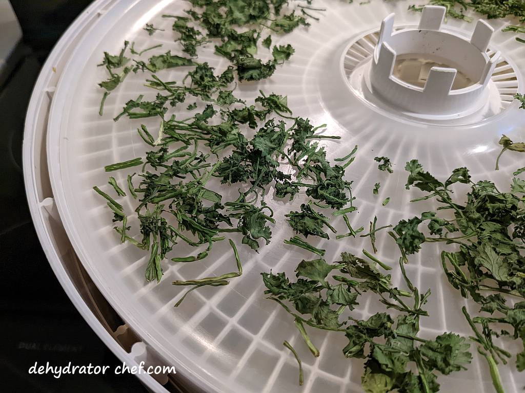 closeup of dehydrated cilantro on a dehydrator tray | dehydrating cilantro | how to dehydrate cilantro | best foods to dehydrate for long term storage | dehydrating food for long term storage | dehydrated food recipes for long term storage | dehydrating meals for long term storage | food dehydrator for long term storage