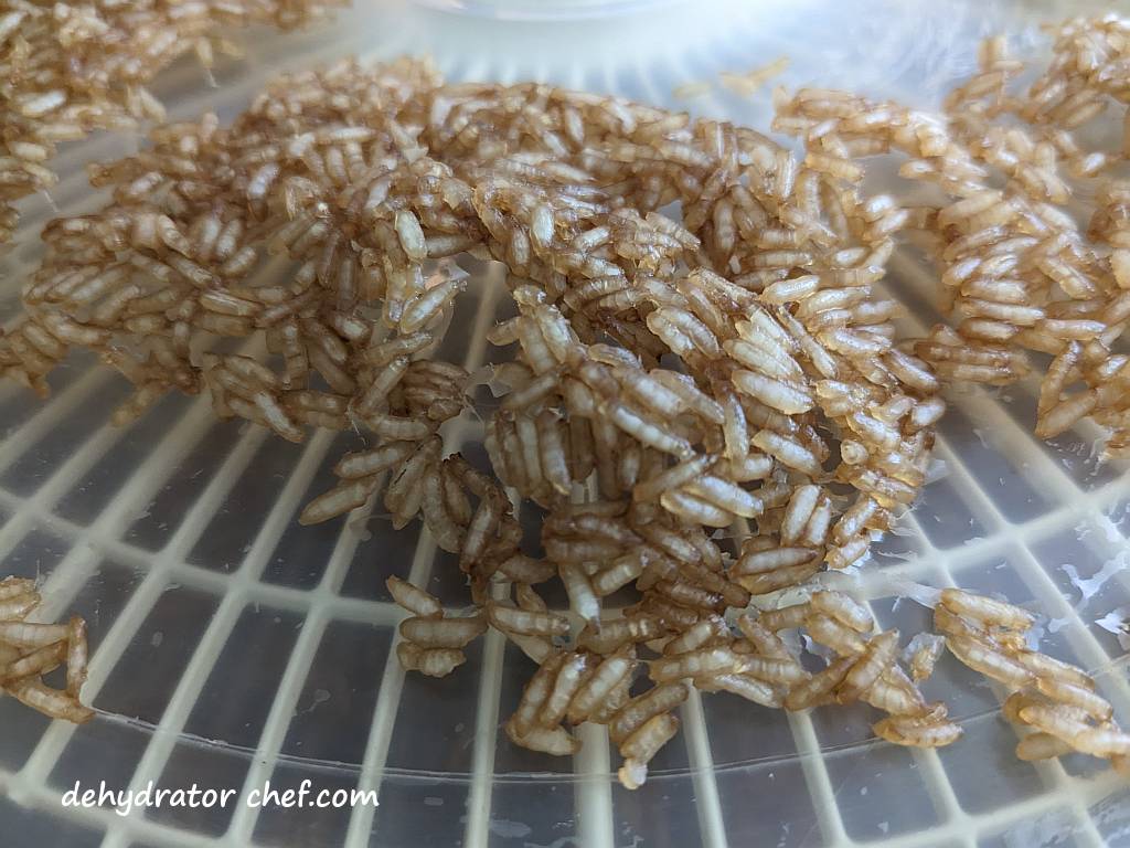 a close up view of dehydrated white rice on a dehydrator tray | | dehydrating white rice | dehydrated white rice | best foods to dehydrate for long term storage | dehydrating food for long term storage | dehydrated food recipes for long term storage | dehydrating meals for long term storage | food dehydrator for long term storage