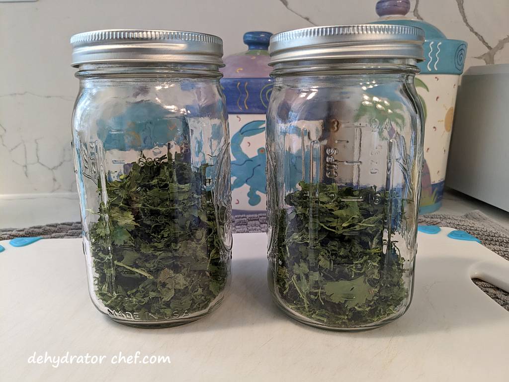 conditioning dehydrated cilantro in a jar | dehydrating cilantro | how to dehydrate cilantro | best foods to dehydrate for long term storage | dehydrating food for long term storage | dehydrated food recipes for long term storage | dehydrating meals for long term storage | food dehydrator for long term storage