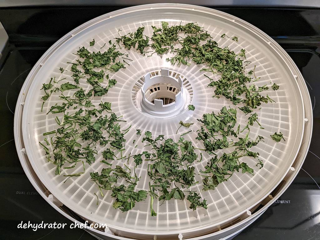 dehydrated cilantro on a dehydrator tray | dehydrating cilantro | how to dehydrate cilantro | best foods to dehydrate for long term storage | dehydrating food for long term storage | dehydrated food recipes for long term storage | dehydrating meals for long term storage | food dehydrator for long term storage