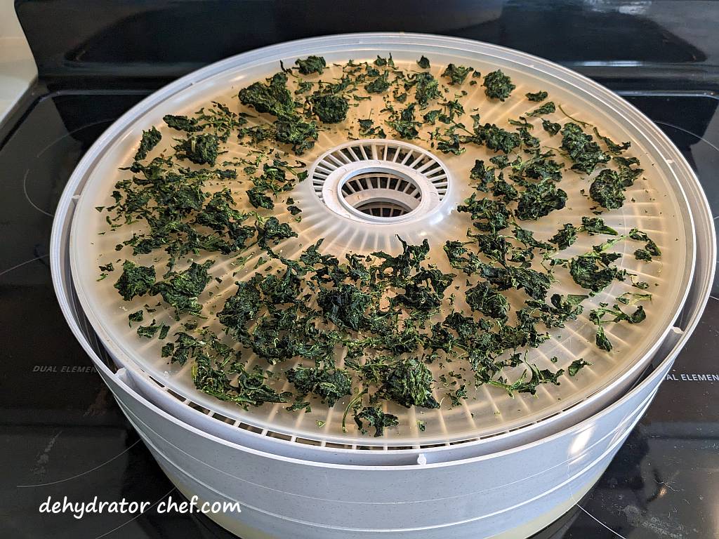 dehydrated spinach on dehydrator trays | | dehydrating frozen spinach | dehydrated frozen spinach | dehydrating spinach | dehydrated spinach | best foods to dehydrate for long term storage | dehydrating food for long term storage | dehydrated food recipes for long term storage | dehydrating meals for long term storage | food dehydrator for long term storage