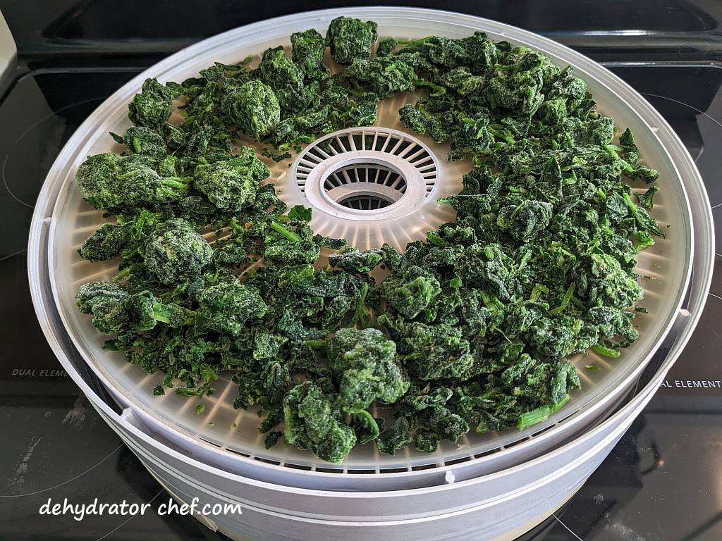 frozen spinach on dehydrator trays | dehydrating frozen spinach | dehydrated frozen spinach | dehydrating spinach | dehydrated spinach | best foods to dehydrate for long term storage | dehydrating food for long term storage | dehydrated food recipes for long term storage | dehydrating meals for long term storage | food dehydrator for long term storage