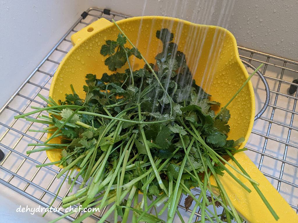 rinsing cilantro under cold running water | dehydrating cilantro | how to dehydrate cilantro | best foods to dehydrate for long term storage | dehydrating food for long term storage | dehydrated food recipes for long term storage | dehydrating meals for long term storage | food dehydrator for long term storage