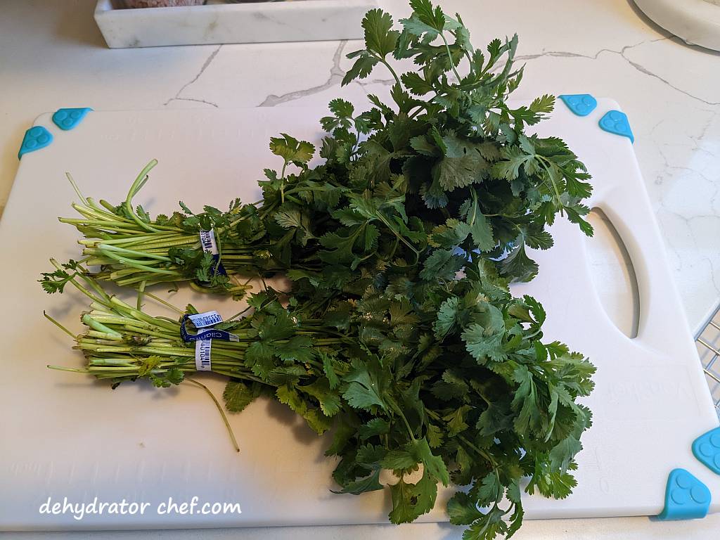 two bunches of cilantro on a cutting board | dehydrating cilantro | how to dehydrate cilantro | best foods to dehydrate for long term storage | dehydrating food for long term storage | dehydrated food recipes for long term storage | dehydrating meals for long term storage | food dehydrator for long term storage