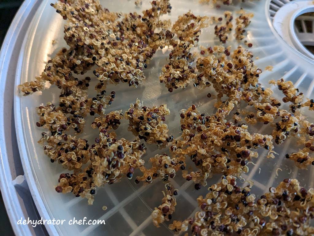 a closeup of the dehydrated quinoa | dehydrating quinoa | dehydrated quinoa | best foods to dehydrate for long term storage | dehydrating food for long term storage | dehydrated food recipes for long term storage | dehydrating meals for long term storage | food dehydrator for long term storage