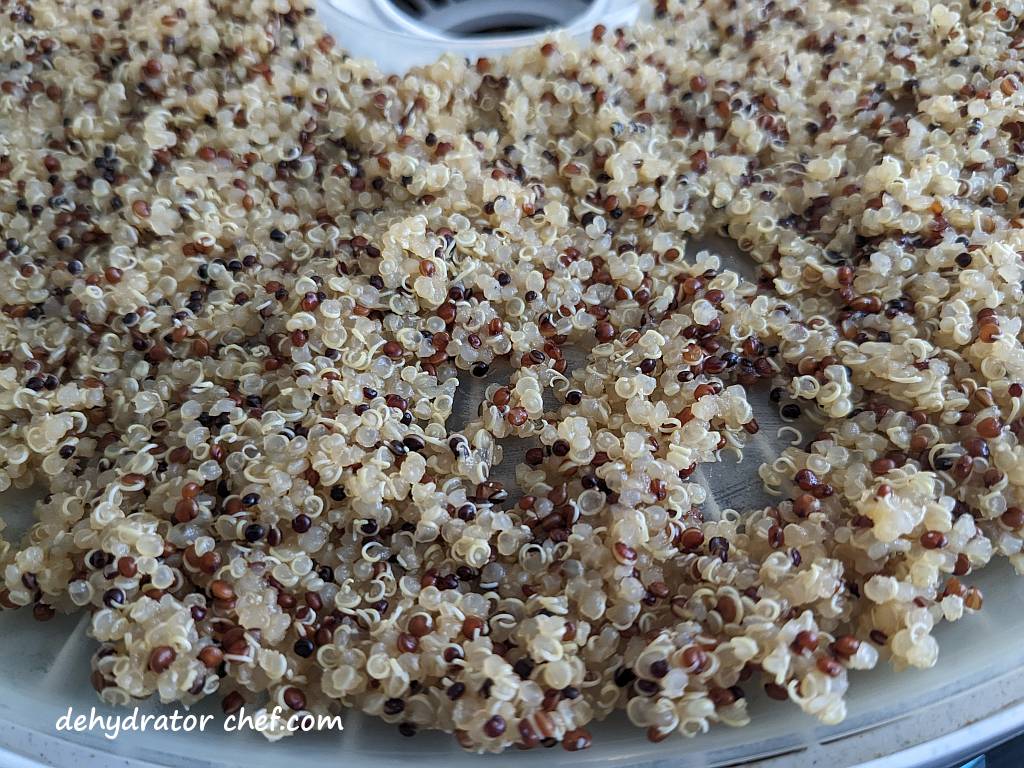 a closeup of the quinoa cooked in vegetable broth that we will dehydrate today | dehydrating quinoa | dehydrated quinoa | best foods to dehydrate for long term storage | dehydrating food for long term storage | dehydrated food recipes for long term storage | dehydrating meals for long term storage | food dehydrator for long term storage