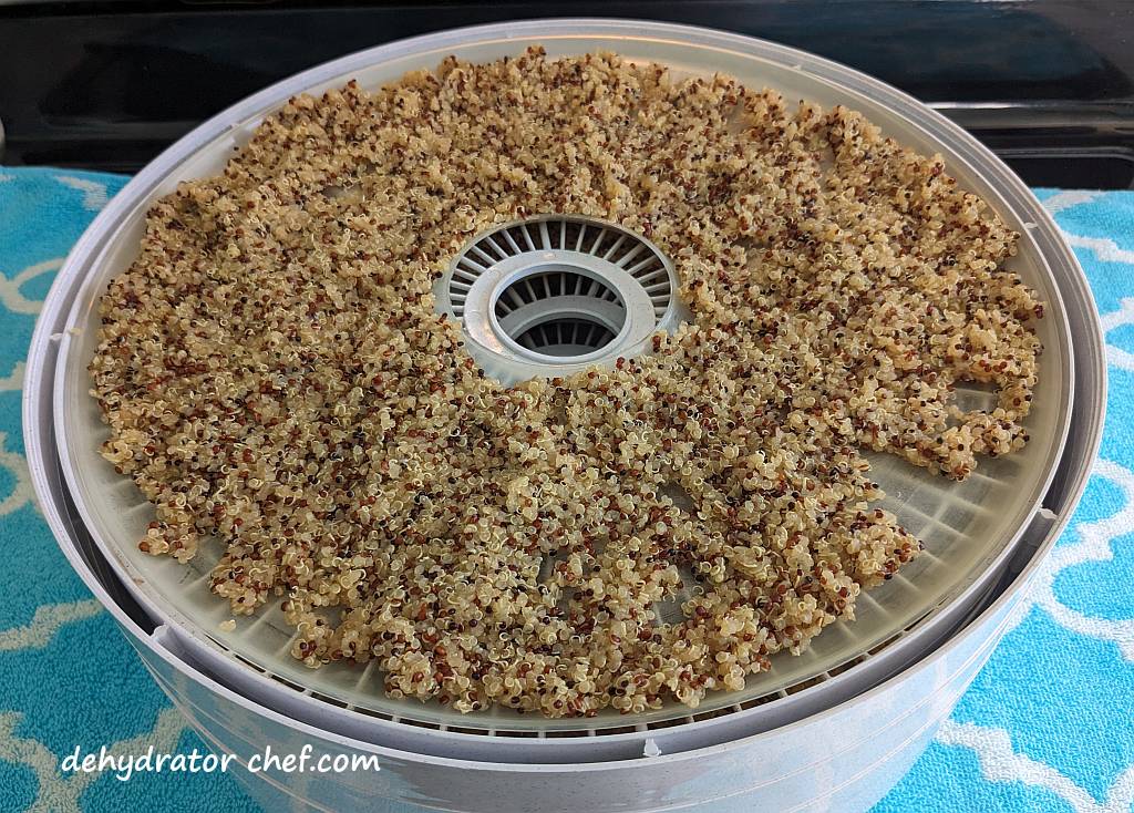 about one and one-half cups of quinoa cooked with vegetable stock is thinly spread on the dehydrator tray fruit roll sheet and is ready to dehydrate | dehydrating quinoa | dehydrated quinoa | best foods to dehydrate for long term storage | dehydrating food for long term storage | dehydrated food recipes for long term storage | dehydrating meals for long term storage | food dehydrator for long term storage
