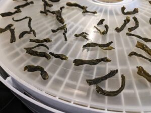 A close-up view of dehydrated green beans that are now ready for the next step in the process, which is equalizing and conditioning.