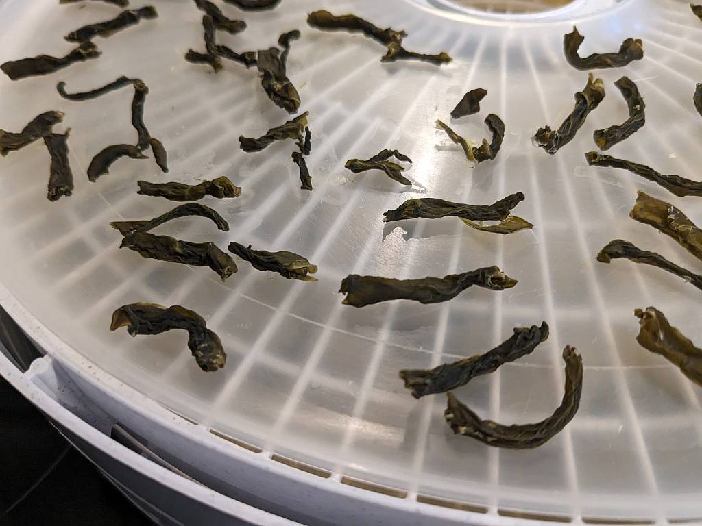 Here's a close-up of dehydrated green beans. They shrivel up to nearly nothing. When dry, they will be brittle and easily snap in half when bent, just like potato chips.