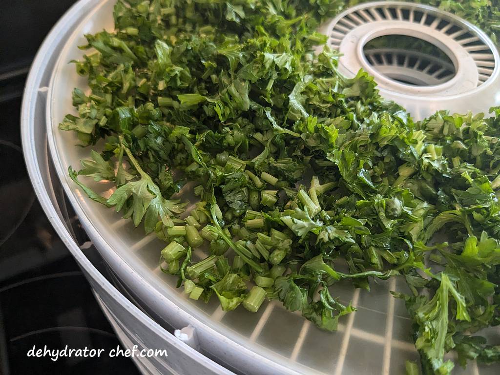 A close-up of the parsley layered onto dehydrator trays for dehydration.