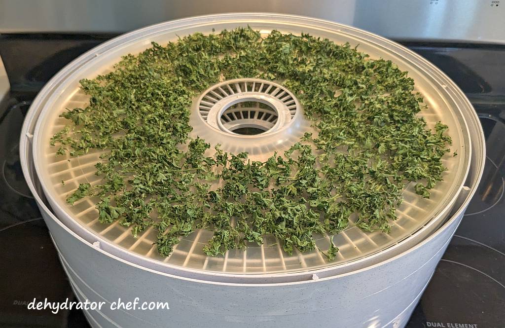 The dehydrated parsley on the drying trays.