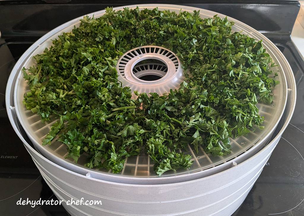 Parsley layered onto dehydrator trays for drying.