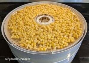 The rinsed and drained corn on a dehydrator tray. Corn is one of the best foods to dehydrate for long-term storage. We’ll use it in our homemade dehydrated camping meals.